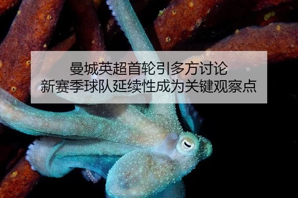 man-cheng-ying-chao-shou-lun-yin-duo-fang-tao-lun-xin-sai-ji-qiu-dui-yan-xu-xing-cheng-wei-guan-jian-guan-cha-dian-2-488.jpg